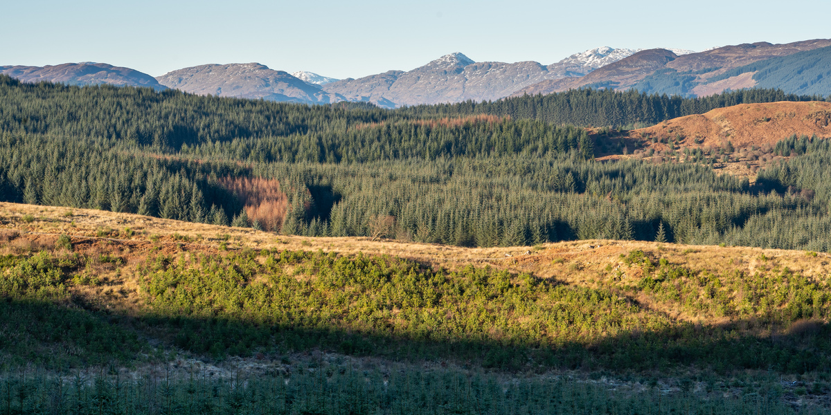 Drooping conifer branch