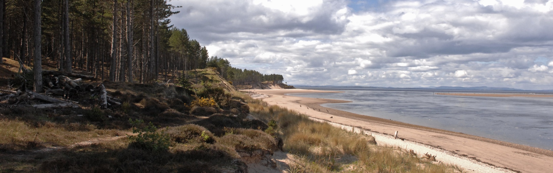 Drooping conifer branch