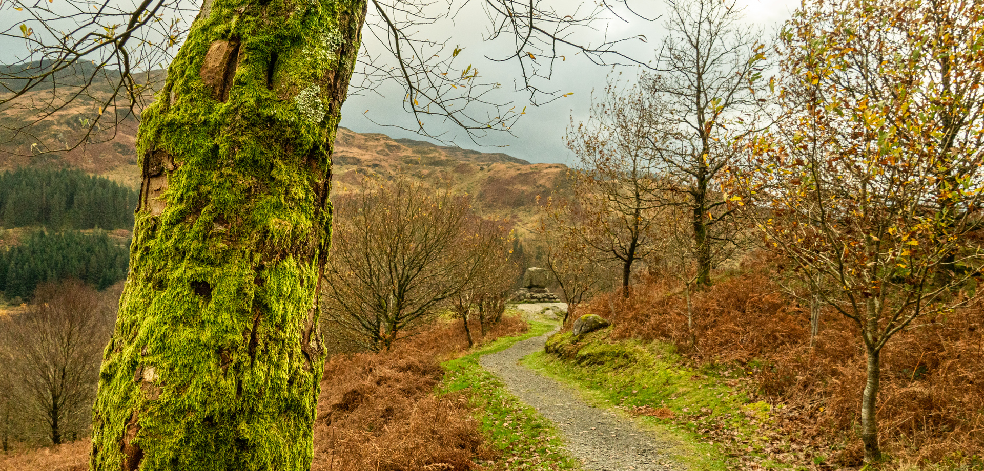 Drooping conifer branch