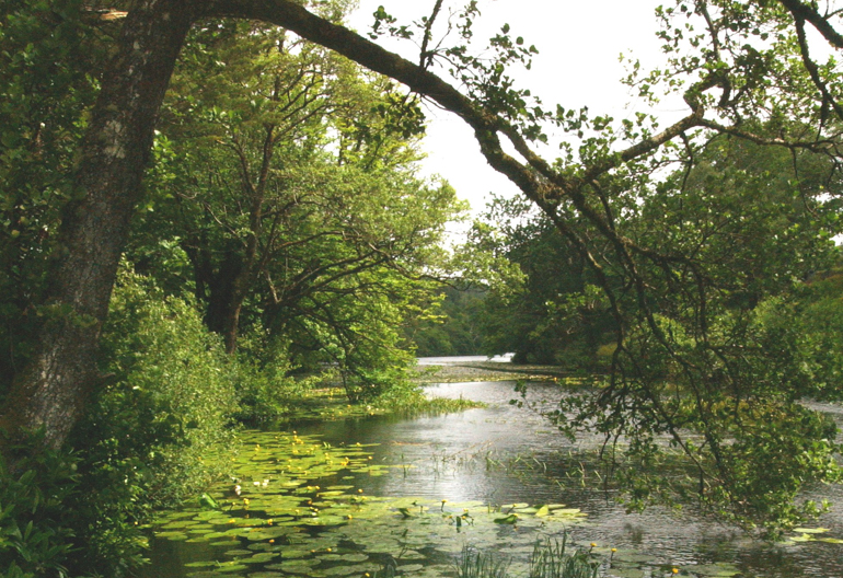 A calm pond with lilly pads and a mixed forest surrounding it.