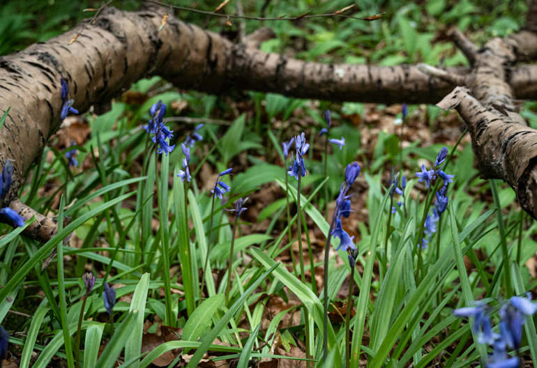 Close up of tree bark