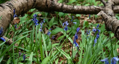 Drooping conifer branch
