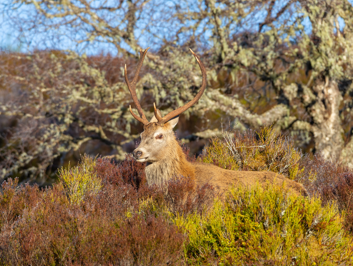 Red deer