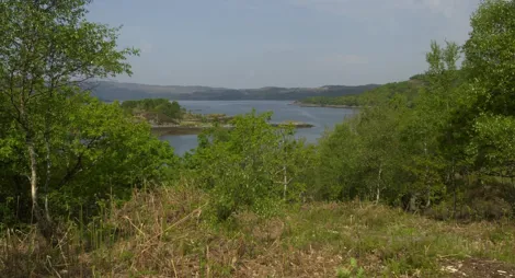 Drooping conifer branch