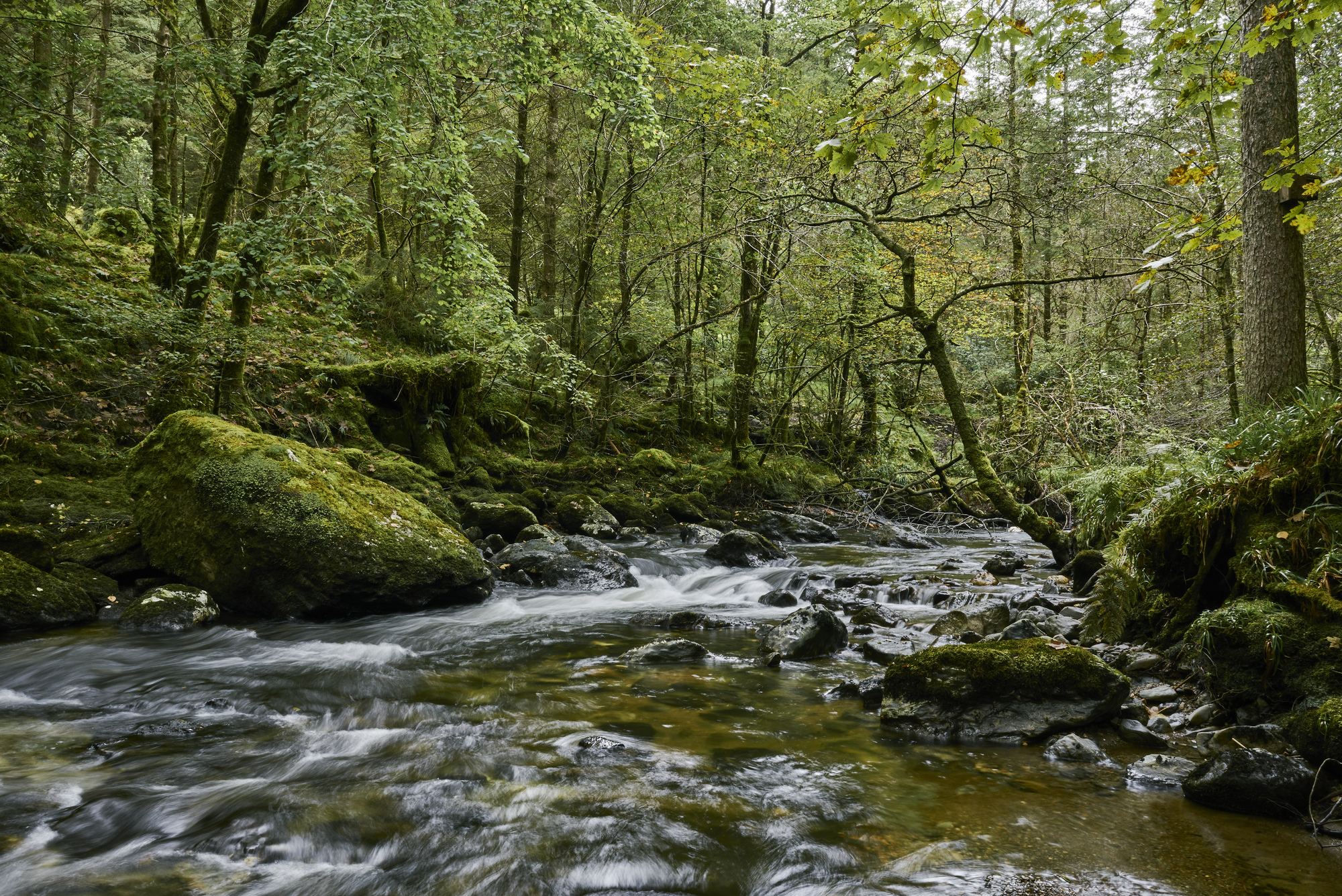 Woodland riverside trail alongside Croe Water, at Ardgartan, beside Loch Long