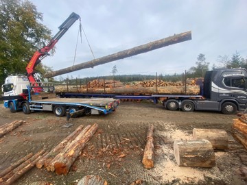 A flat bed truck has a felled log lowered onto its bed.