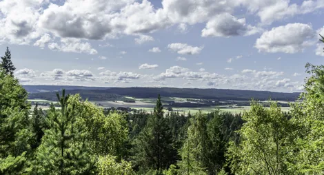 Drooping conifer branch