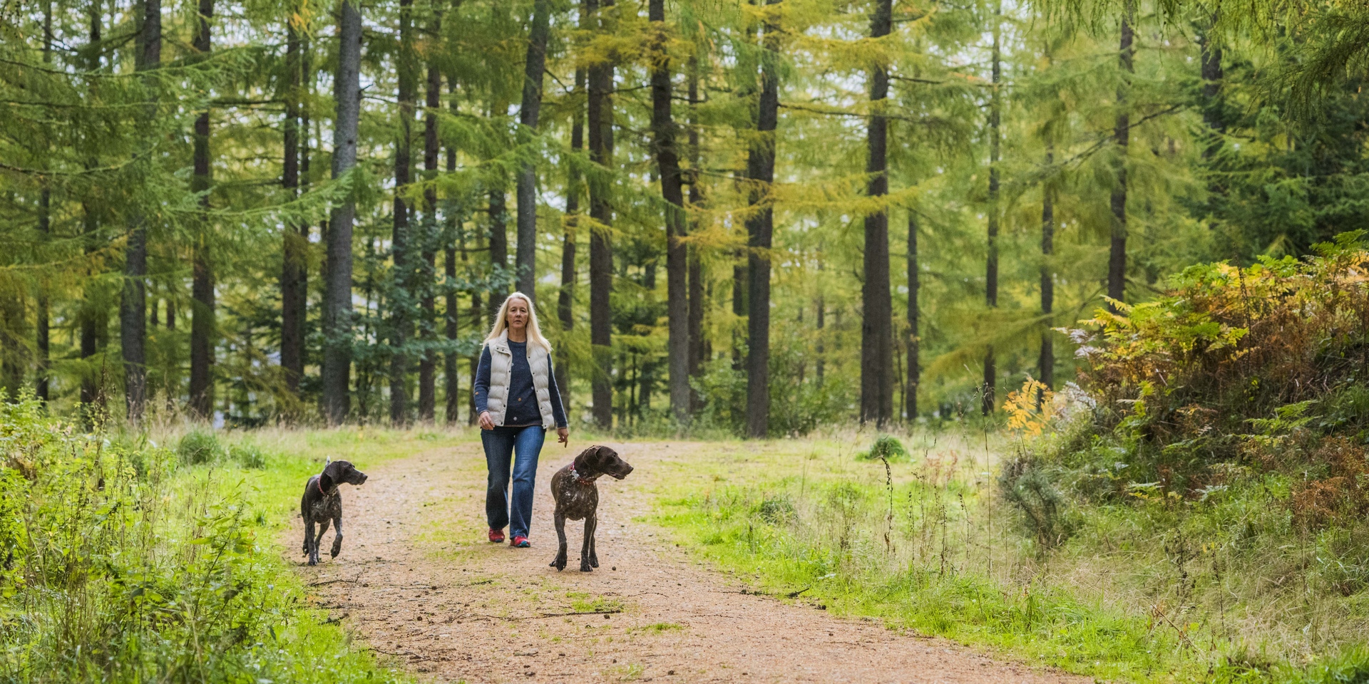 Drooping conifer branch