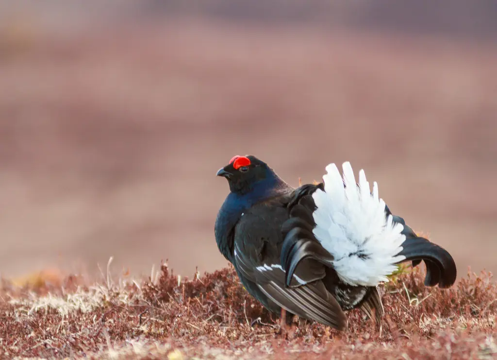 Black grouse in short heather.