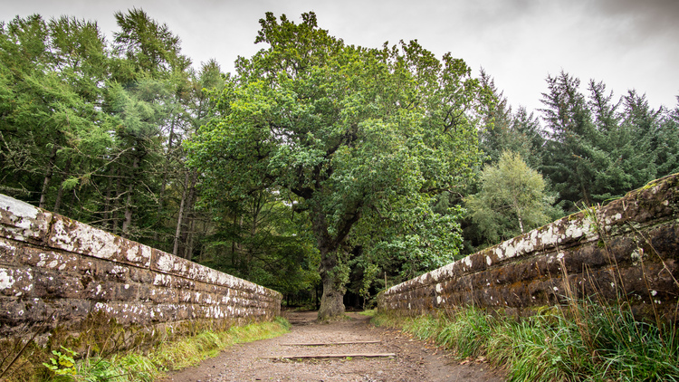 Drooping conifer branch