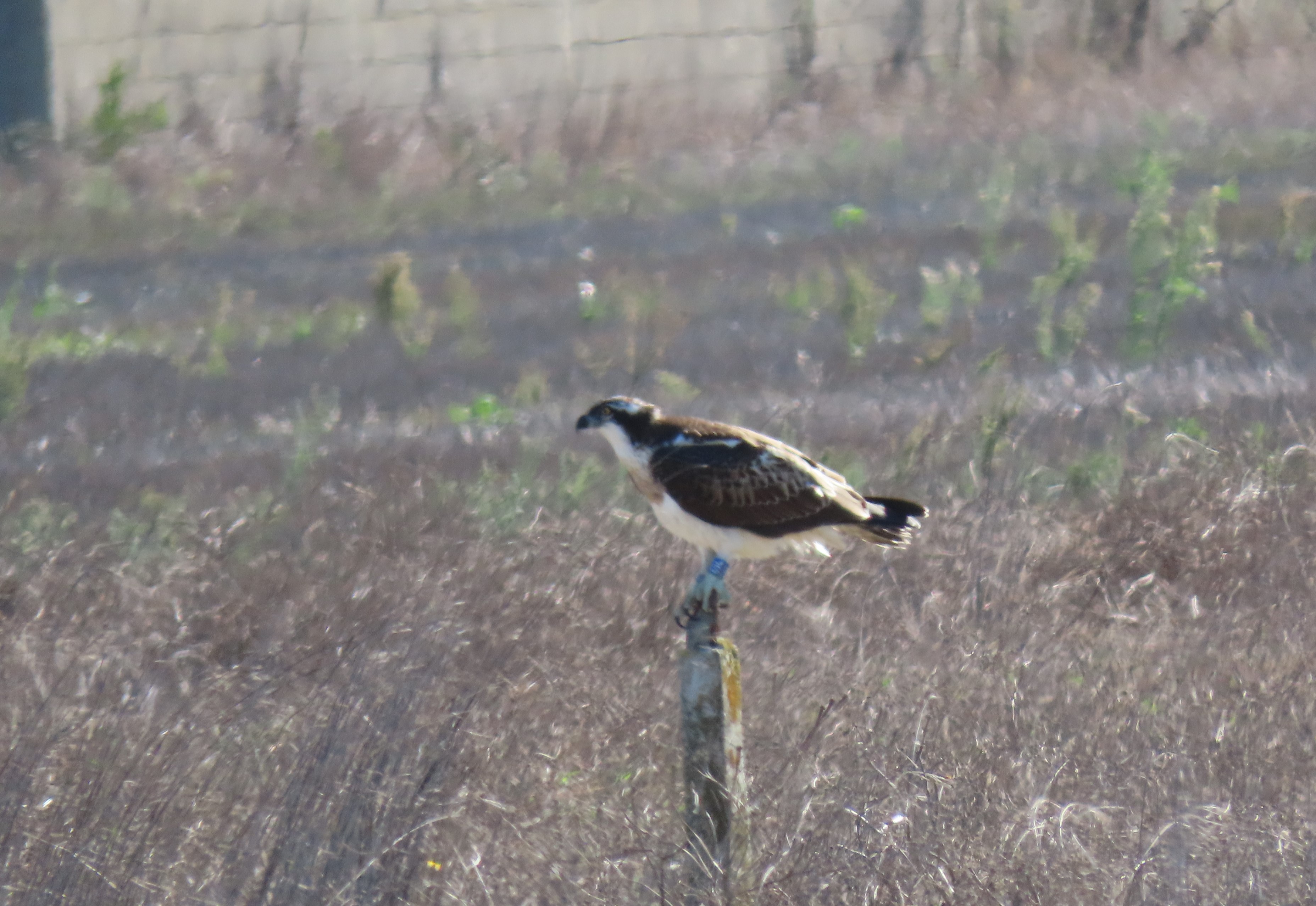Osprey perched on wooden post