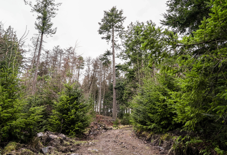 A forest path through a mixed forest