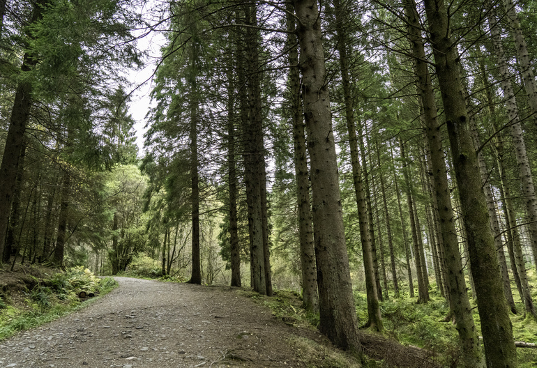 A gravel path in a conifer forest