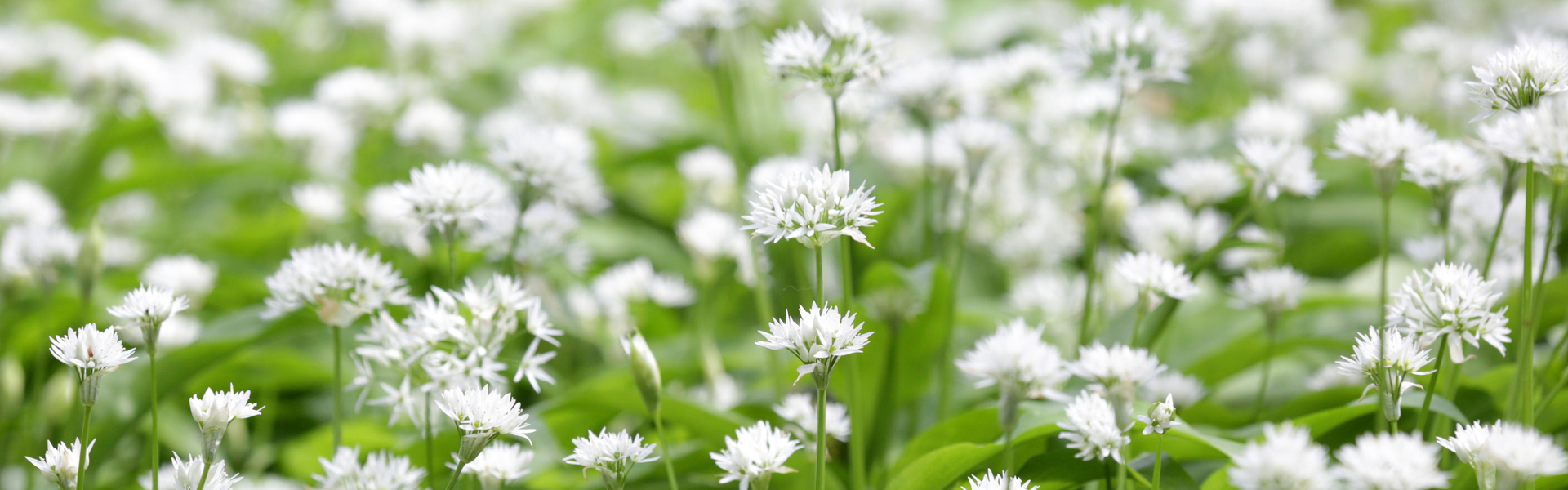Drooping conifer branch