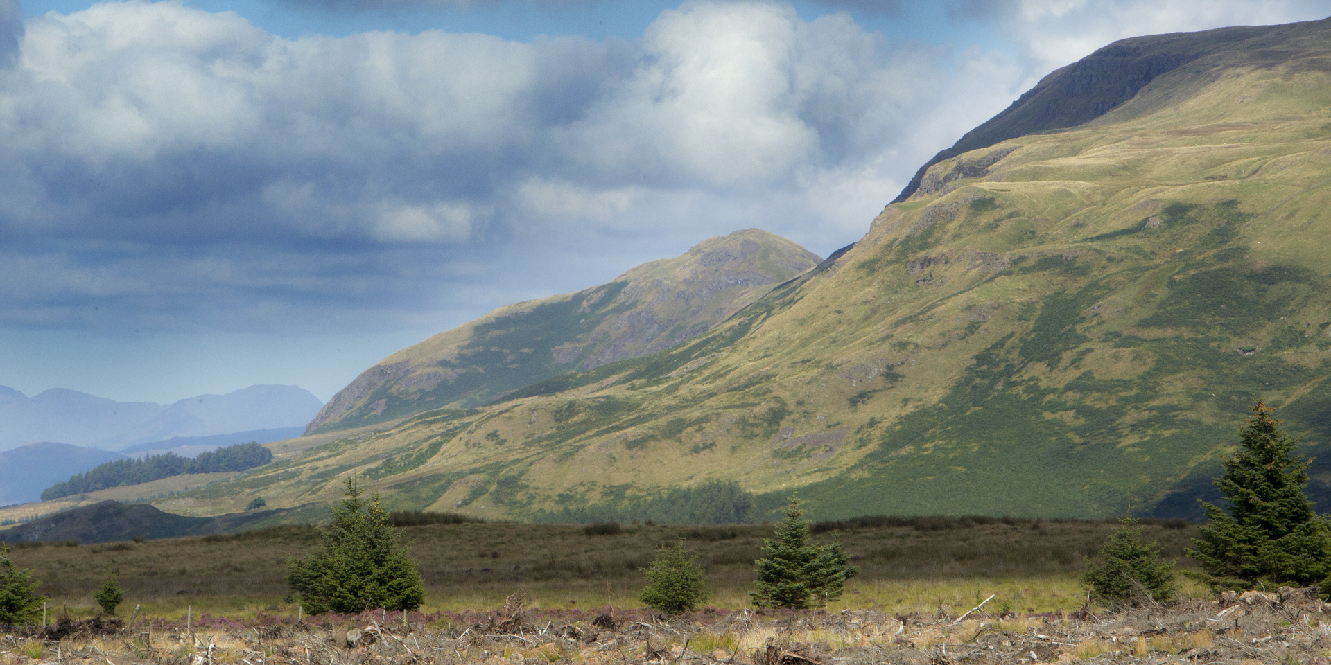 Drooping conifer branch