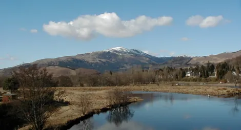 Drooping conifer branch