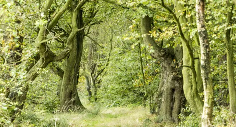 Drooping conifer branch