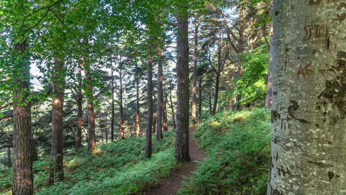  A mud path through a mixed forest with ferns