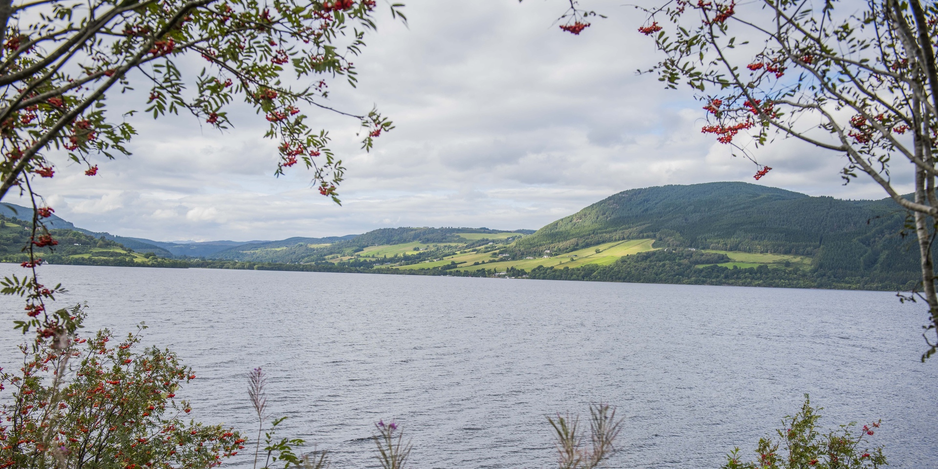 Drooping conifer branch