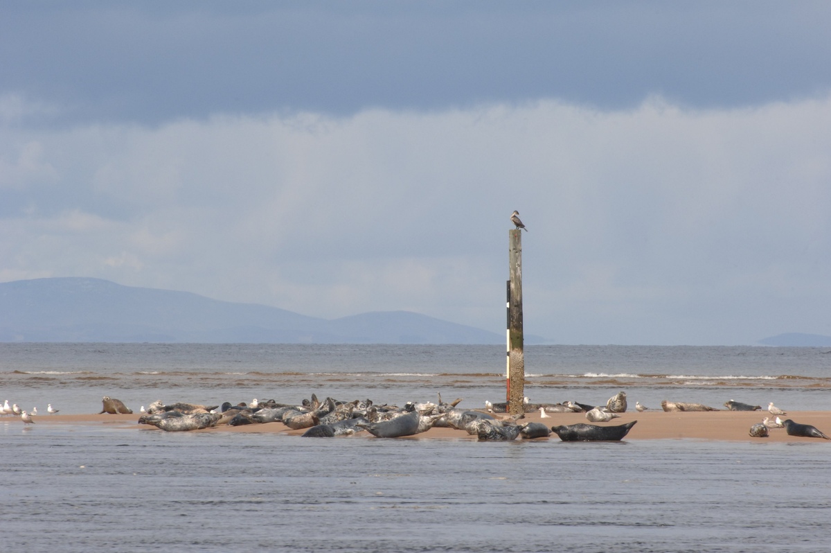 Common and grey seals at Findhorn Bay