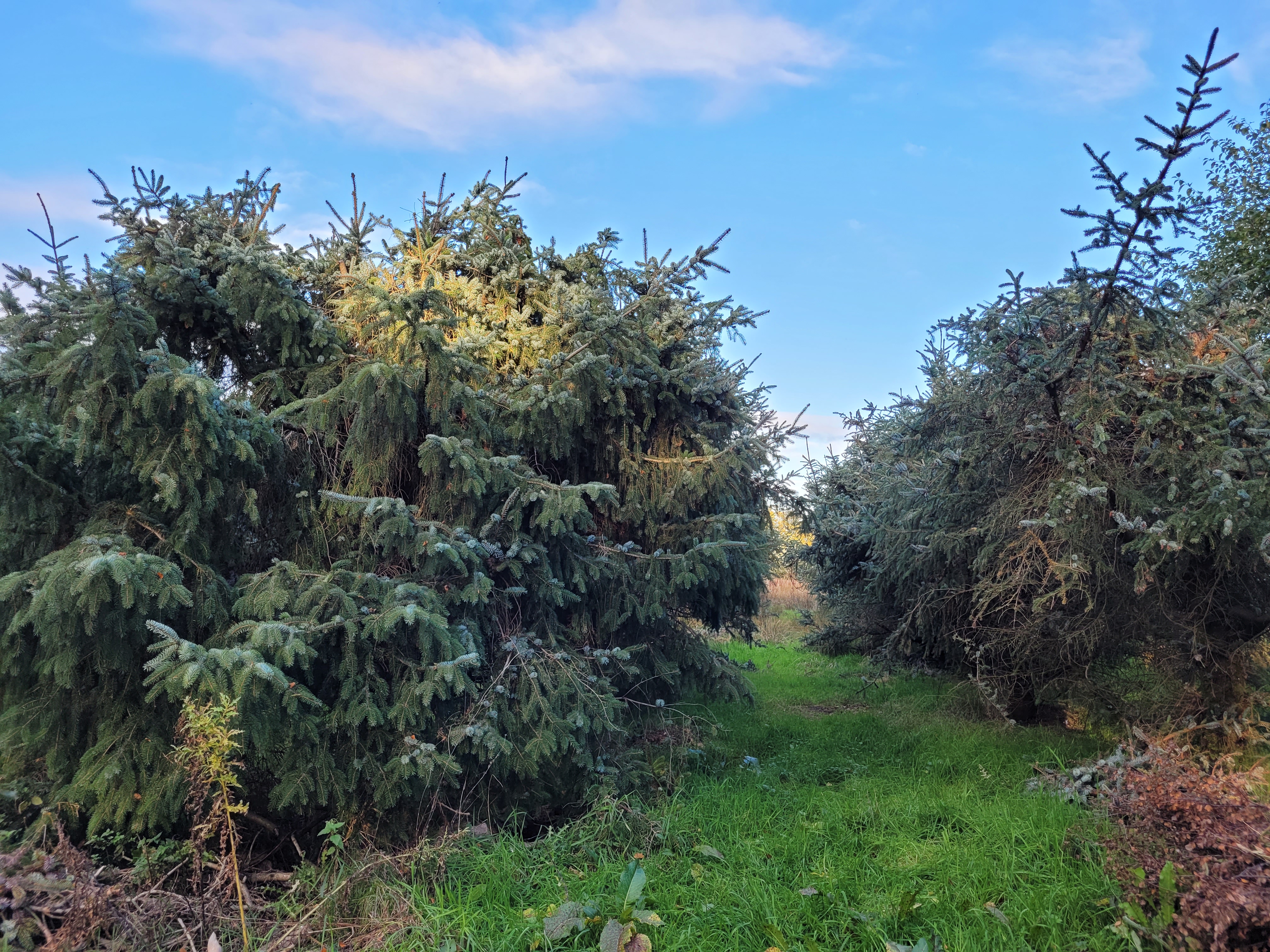 Squat conifer trees in a green field