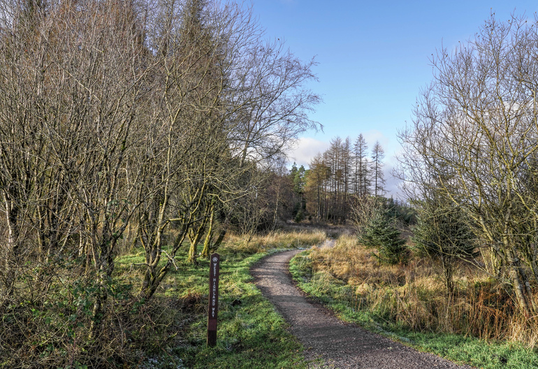 Walking trail through trees