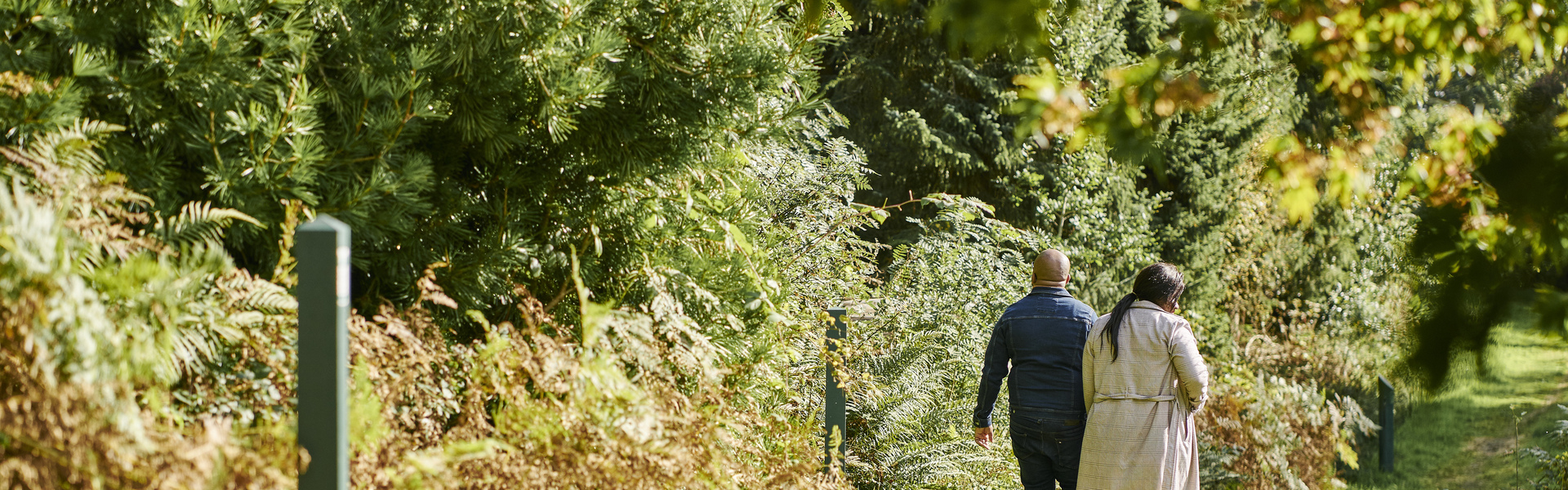 Drooping conifer branch