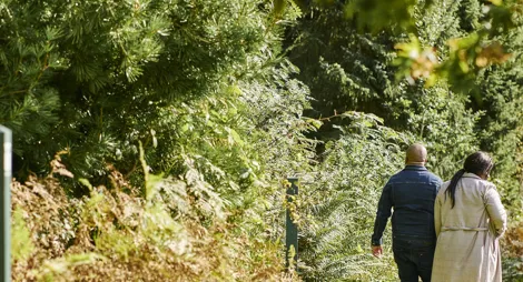 Drooping conifer branch