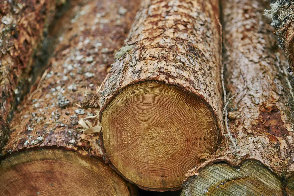 Larch logs.