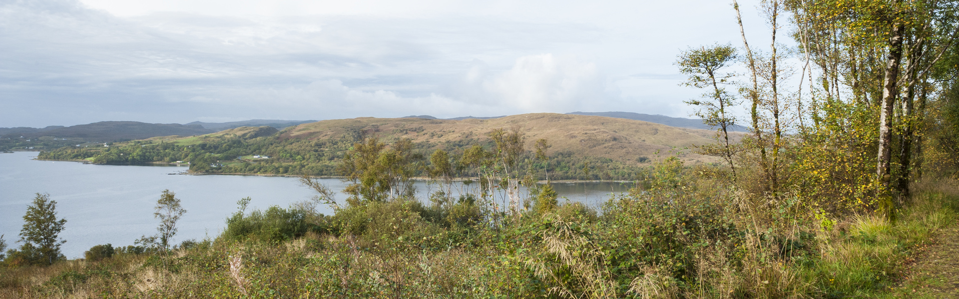 Drooping conifer branch
