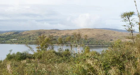 Drooping conifer branch