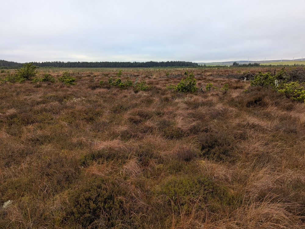 Moorland with trees in the background.
