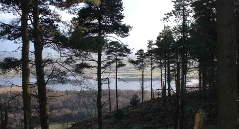 Drooping conifer branch