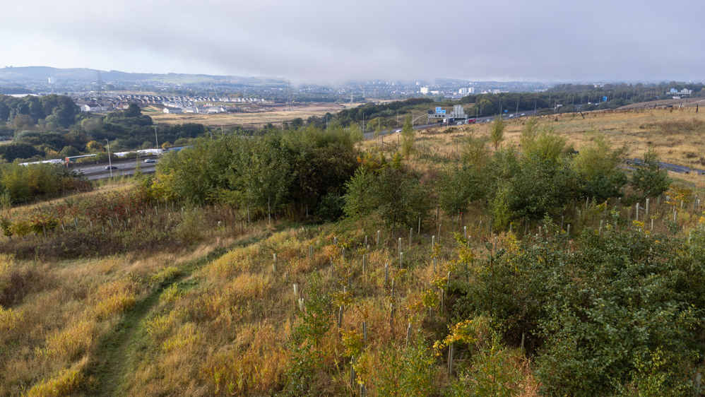 Drone shot of young trees with motorway and houses in the background.