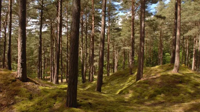 Moss-covered dunes under the pines in Culbin forest. Moray