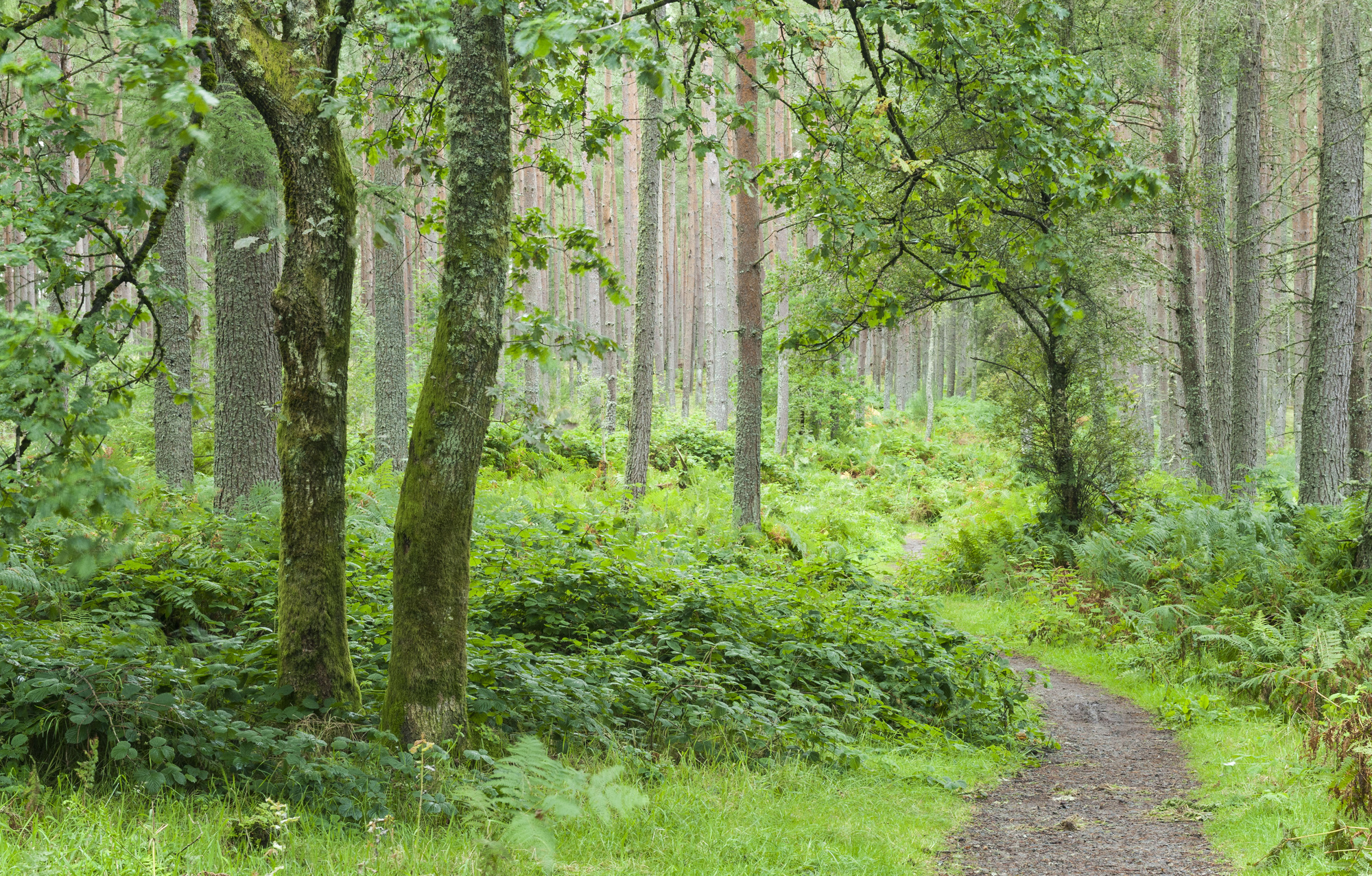 A path with ferns and trees to the side at Scolty, Moray and Aberdeenshire District, Forestry Commission, Scotland