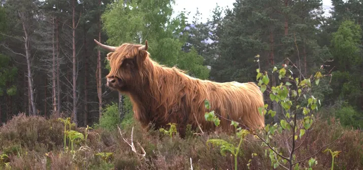 A highland cow in a forest