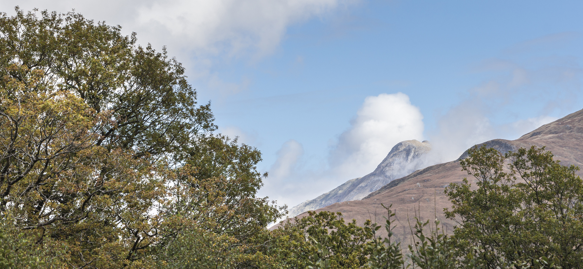 A grouping of broad leaf trees in front of a large mountian