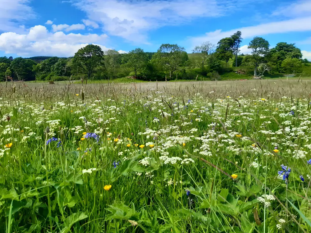 A meadow with wildflowers