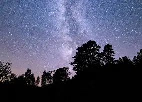 Starry sky above trees