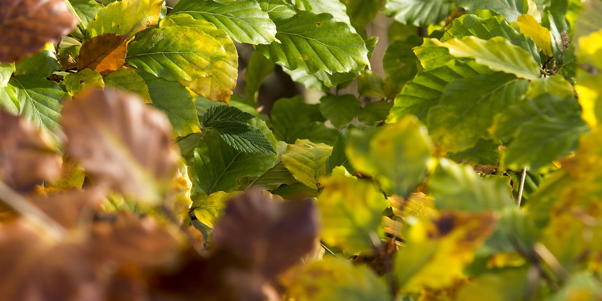 Drooping conifer branch