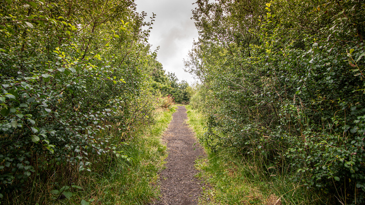A gravel path through a mixed woodland