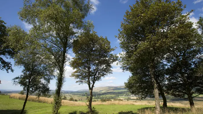 A line of trees in an open field with meadow and hills in the background