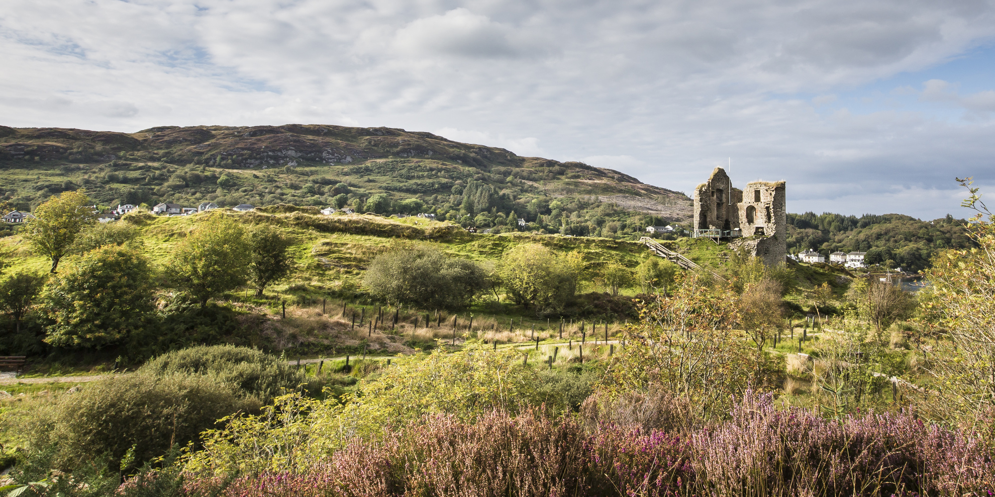 Drooping conifer branch