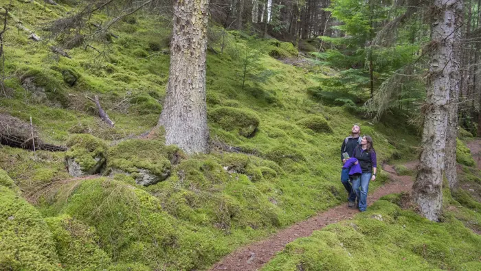 Two people walking along a path through tall trees.