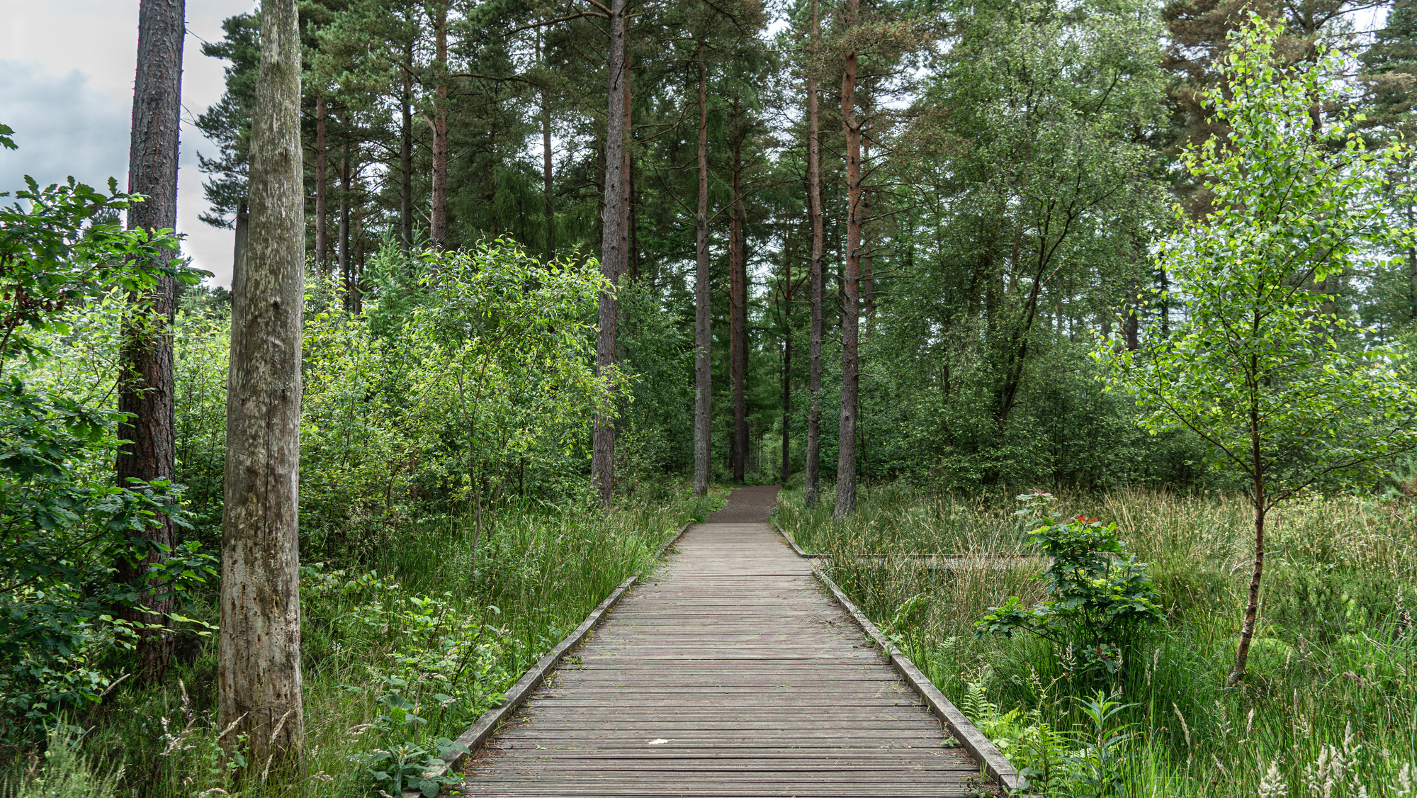 A wooden boardwalk through a pine woodland with long grass on either side