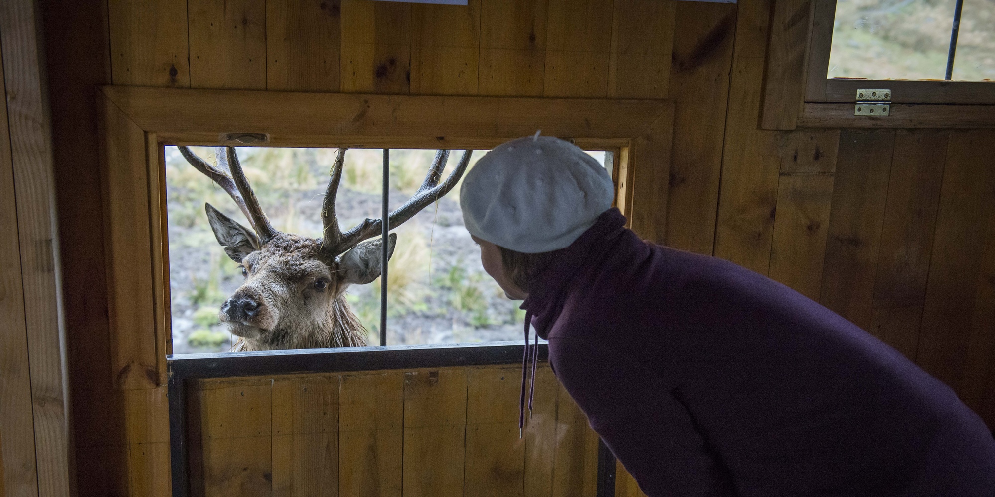Drooping conifer branch