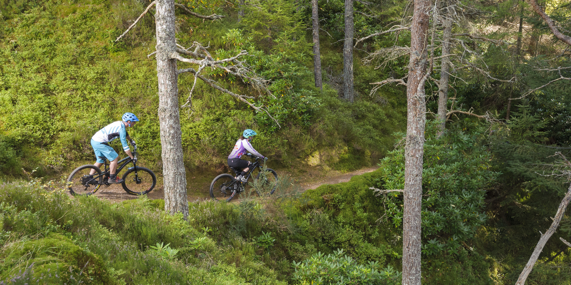 Drooping conifer branch