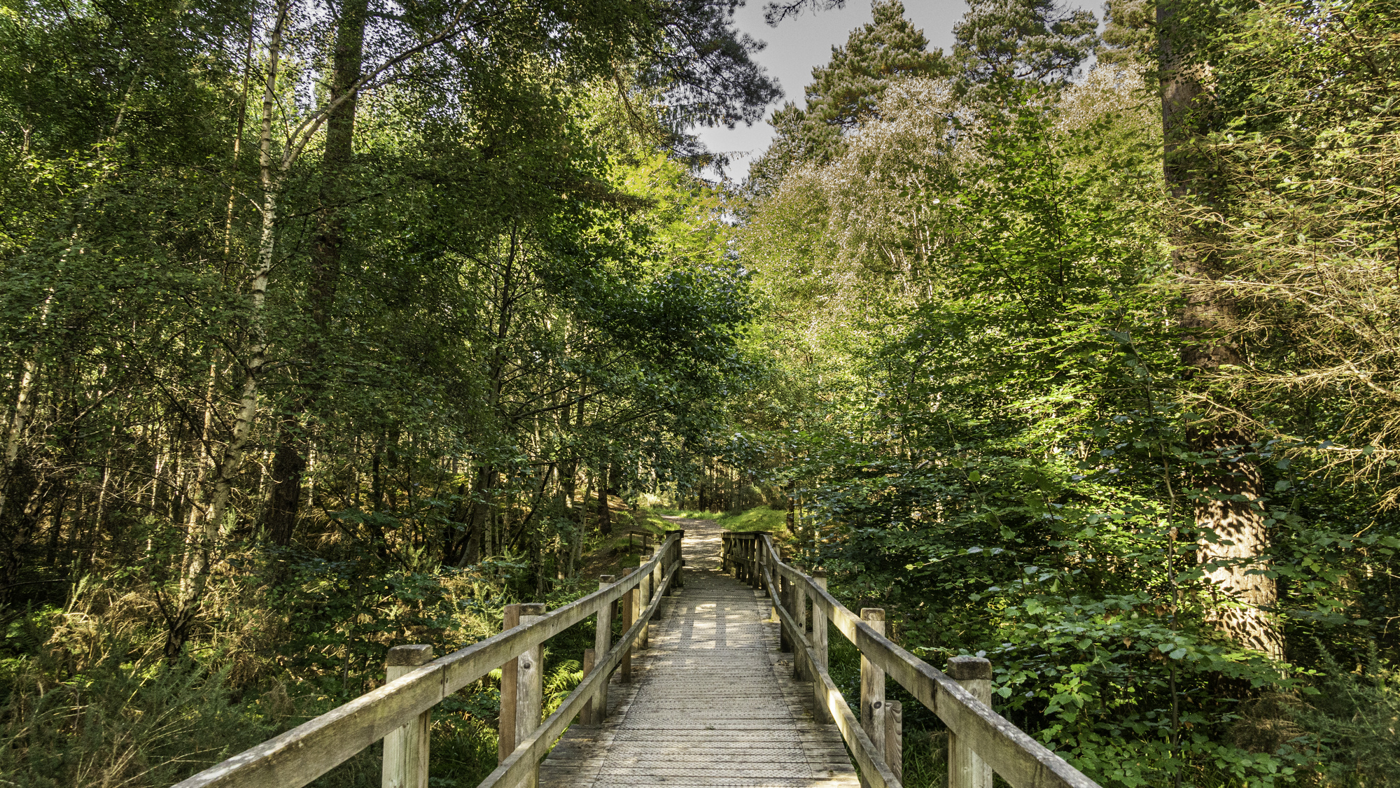 A bridge towards a path in the forest
