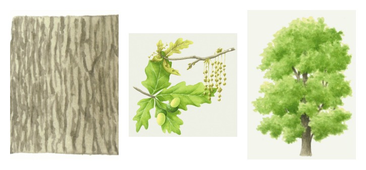 botanical drawings of oak tree